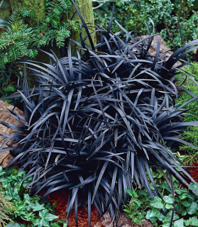 Ophiopogon planiscapus 'Niger'